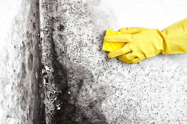 Best Home Mold Removal  in Wmington, IL