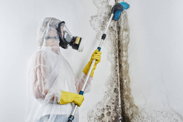 Mold Removal and Inspection in Wilmington, IL