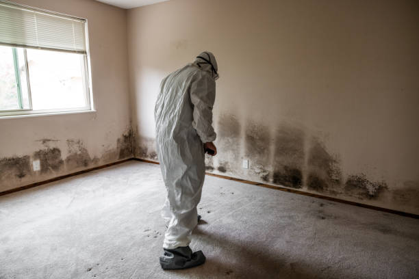 Best Residential Mold Removal  in Wmington, IL