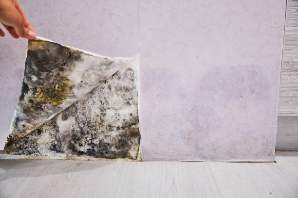 Professional Mold Removal in Wilmington, IL